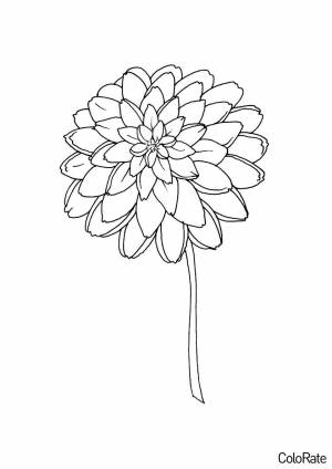 Раскраска Симпатичный пион