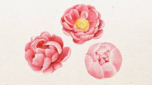Видео мастер-класс «Как акварелью рисовать пион»