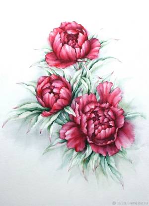 Рисунок Бордовые пионы акварель