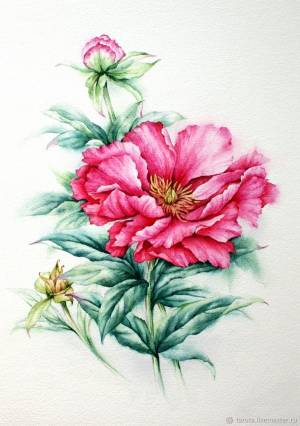 Рисунок Розовый пион акварель