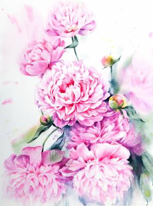 Пионы рисунок акварелью