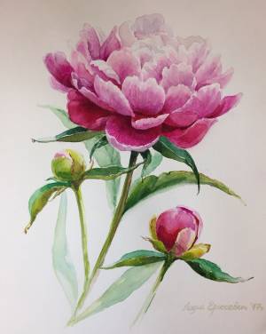 Пионы поэтапно акварелью