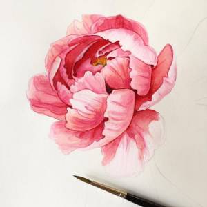 Цветы розовые пионы