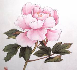 пионы « Школа живописи У-Cин