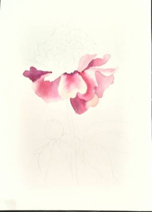 Пионы акварелью