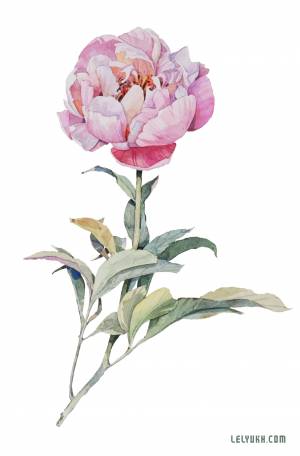 Пион нарисованный акварелью