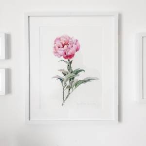 Пион, Акварель