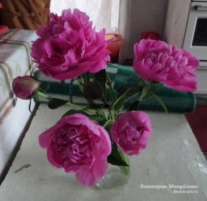 Как нарисовать пион?