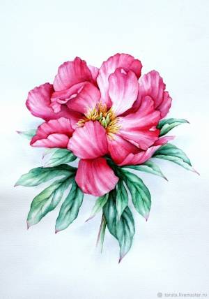 Рисунок Пион акварель