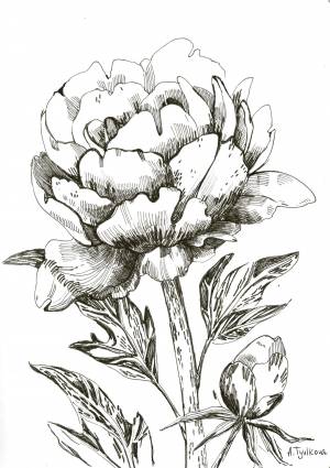 Пионы простым карандашом