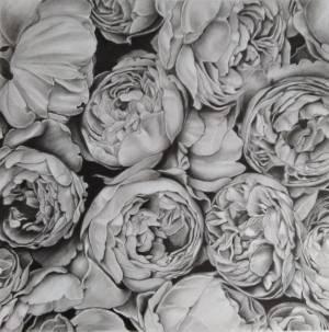 Пионы, Рисунок