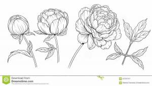 эволюция пион рисунок карандашом