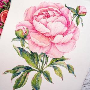 Пионы рисунок