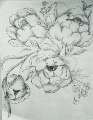 Пионы карандашом