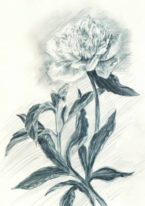 Пион в карандаше