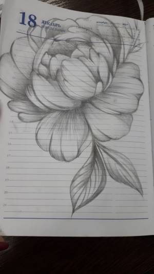 пион карандашом