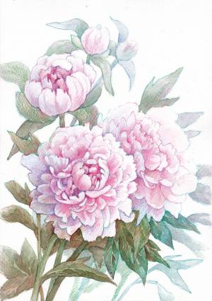 Реалистичное изображение розовых пионов в смешанной технике