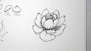 Как нарисовать пионы за 14 шагов