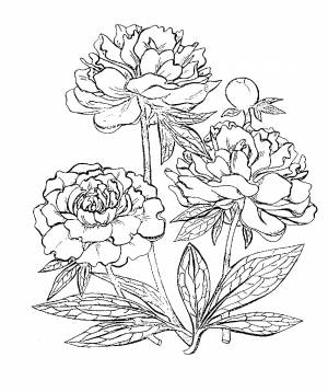 Пион раскраска