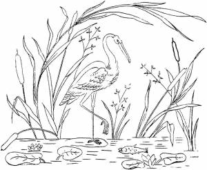 Растения и животные болота