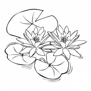 Раскраска Кувшинки