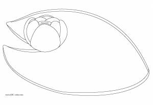 раскраски детские окружающий мир раскраски для детей с кувшинками