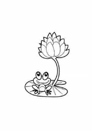 Кувшинка желтая раскраска