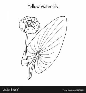 Раскраски Желтая кувшинка