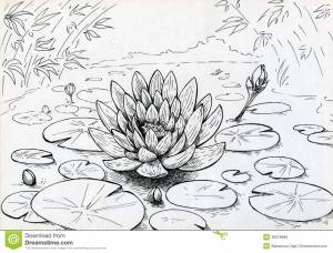 Кувшинка рисунок детский