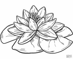 Раскраски Желтая кувшинка