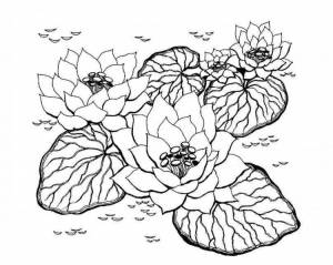 Кувшинка желтая раскраска