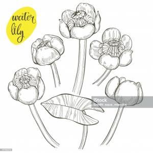 Кувшинка желтая раскраска