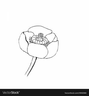 Кувшинка желтая раскраска