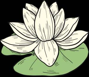 Рисунок белая кувшинка для детей