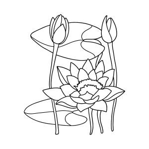 Раскраска кувшинка белая из красной книги