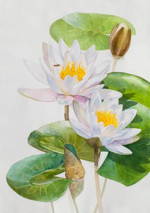 Просмотреть иллюстрацию Кувшинка белая из сообщества русскоязычных художников автора Ручка Алёна в сти…