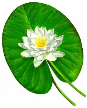 Рисунок кувшинка для детей