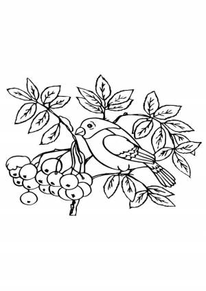 Раскраска калина еда