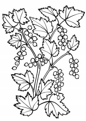 Раскраска калина еда