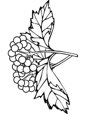 Раскраски Калина