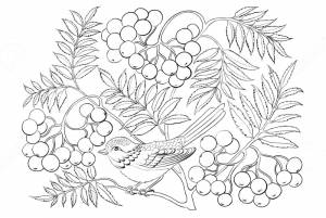 Расраски Калина