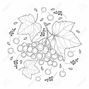 Ветка калины рисунок