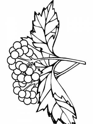 Раскраски Калина   в формате