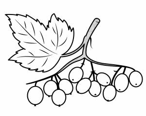 Раскраска Терпкая калина