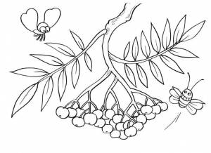 Раскраска Калина