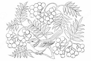 Раскраски Калина