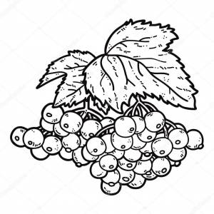 Раскраска Калина для детей  и