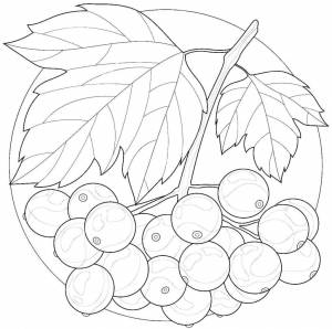Осенние ягоды раскраска