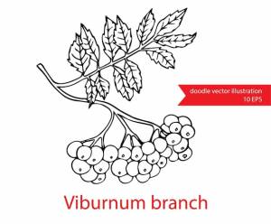 Ветка калины с листьями на белом фоне