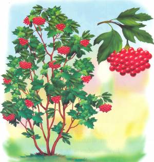 Калина рисунок для детей